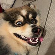 Aiko participe au concours pour gagner de l'argent avec cette photo : animal, canine, closeup, collar, dog, domestic, face, floor, fluffy, fur, happy, indoor, lying_down, mouth, nose, pet, playful, tile, tongue_out, wide_eyes