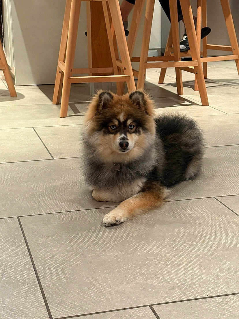 Aiko participe au concours pour gagner de l'argent avec cette photo : dog, puppy, indoor, floor, tile, wooden_chair, bar_stool, furniture, pet, fluffy, brown, black, white, fur, animal, cute, resting, alert, domestic, companion