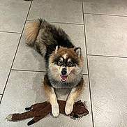 Aiko participe au concours pour gagner de l'argent avec cette photo : dog, puppy, toy, stuffed_animal, floor, tile, indoor, happy, smiling, blue_eyes, fluffy, brown, black, white, animal, pet, playful, pineapple_toy, background, cute