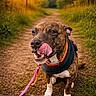 dog, brindle, leash, harness, path, dirt_path, grass, trees, sunset, outdoor, nature, canine, pet, animal, tongue, licking, sitting, sunlight, greenery, park