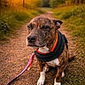 dog, brindle, collar, leash, path, gravel, grass, trees, sunset, outdoor, nature, animal, pet, canine, walk, sitting, sunlight, scenery, forest, portrait
