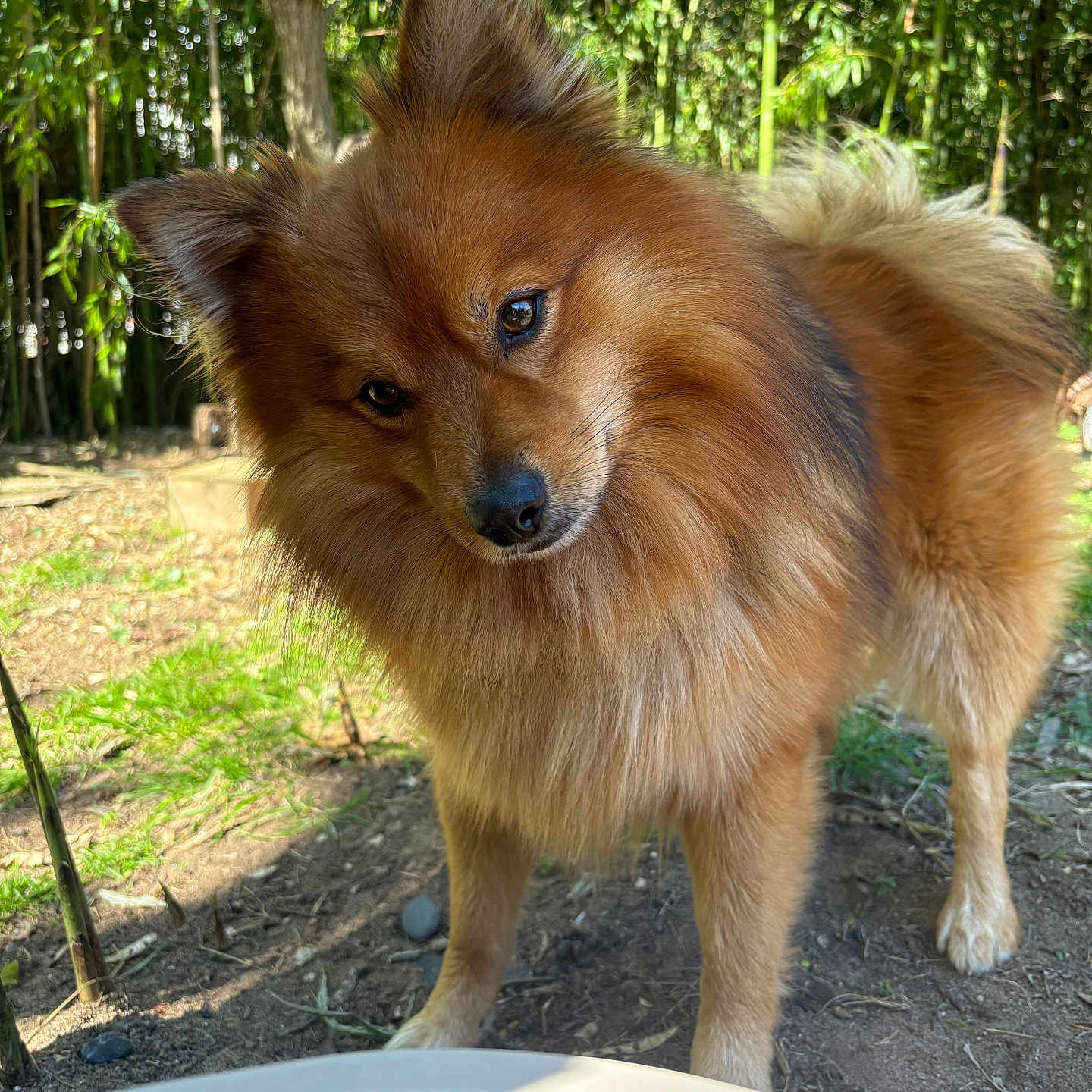 Taiko a rejoint le concours — aidez-le/la à gagner de superbes lots ! dog, canine, pet, fluffy, outdoor, nature, greenery, bamboo, curious, head_tilt, brown_fur, animal, mammal, portrait, sunlight, ground, ears, tail, fur, eyes