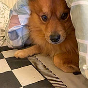 Taiko participe au concours pour gagner de l'argent avec cette photo : dog, blanket, bed, indoor, brown_dog, fur, curious, pet, cozy, checkered_bedspread, resting, animal, cute, lying_down, furry, domestic_animal, face, person_partial, home, comfort