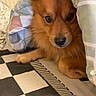 dog, blanket, bed, indoor, brown_dog, fur, curious, pet, cozy, checkered_bedspread, resting, animal, cute, lying_down, furry, domestic_animal, face, person_partial, home, comfort