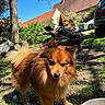 Taiko a rejoint le concours — aidez-le/la à gagner de superbes lots ! dog, outdoor, sunlight, grass, tree, house, blue_sky, pet, fur, animal, garden, daytime, nature, canine, tail, ears, nose, eyes, backyard, shadow