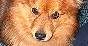 Taiko a rejoint le concours — aidez-le/la à gagner de superbes lots ! dog, pet, fluffy, brown, animal, lying_down, indoor, cute, fur, ears, paws, blanket, pattern, resting, looking, canine, companion, domestic_animal, mammal, portrait