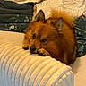 Taiko a rejoint le concours — aidez-le/la à gagner de superbes lots ! dog, pet, bed, blanket, cushion, resting, fur, cozy, indoor, animal, ears, paw, comfort, home, sleepy, furniture, cute, relaxed, mammal, portrait
