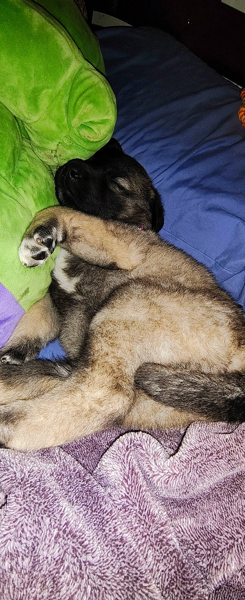 Bailee is registered to the contest to win money with this photo: canidae, claw, comfort, companion_dog, dog, dog_breed, fawn, fur, guard_dog, liver, nap, painting, paw, snout, sporting_group, tail, terrestrial_animal, whiskers, working_animal