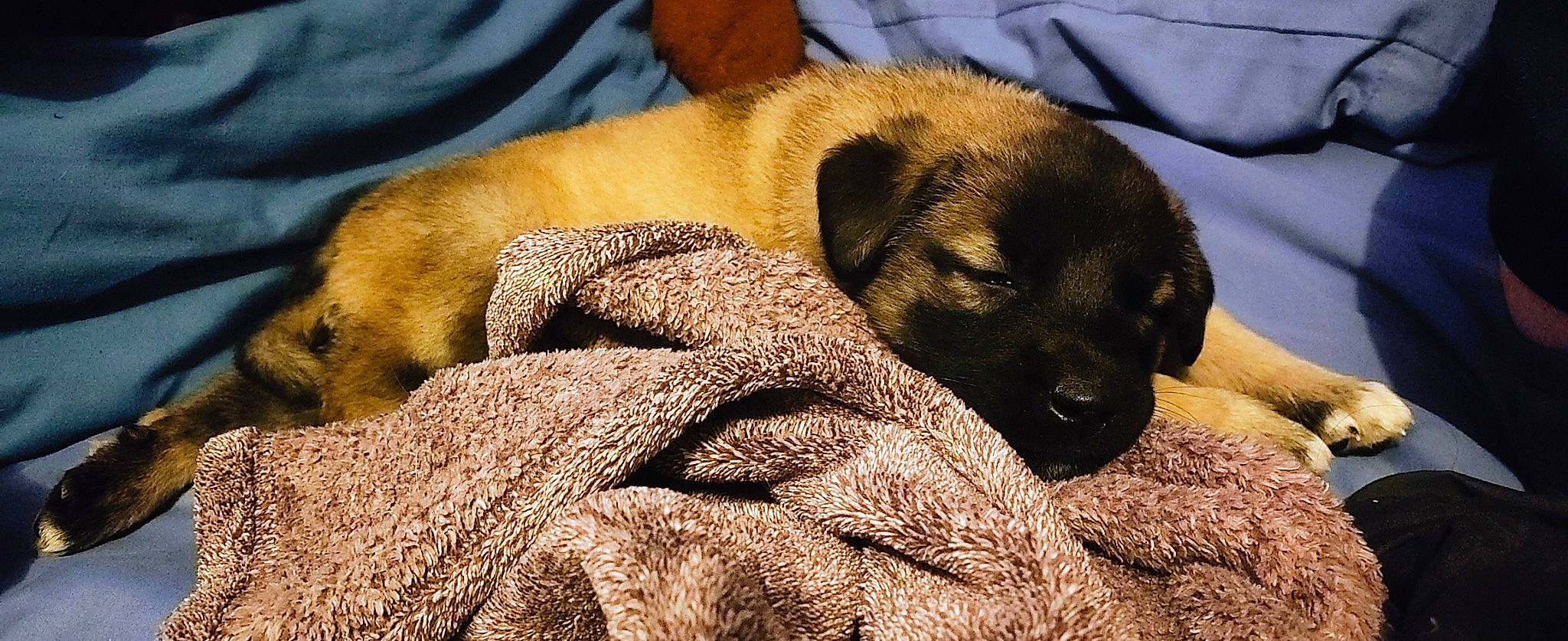 Bailee joined the competition — help win amazing prizes! bored, carnivore, comfort, companion_dog, dog, dog_breed, fawn, fur, guard_dog, linens, liver, nap, paw, sleep, snout, sporting_group, terrestrial_animal, whiskers, working_animal, wrinkle