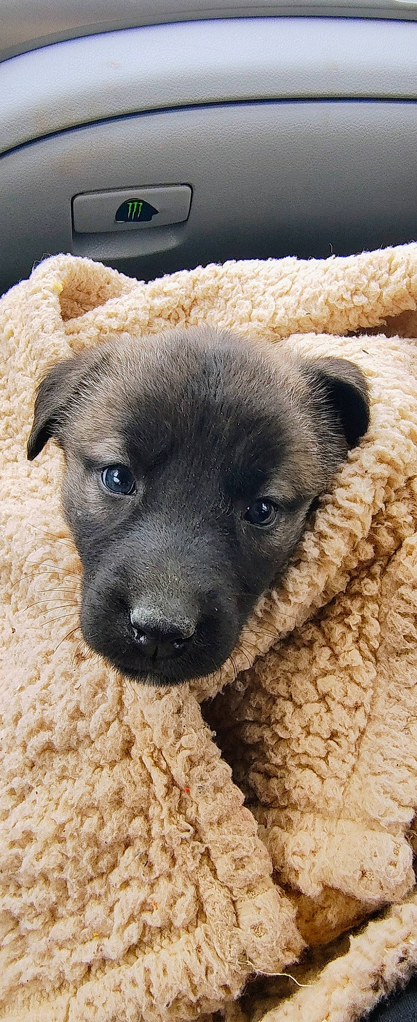 Bailee is registered to the contest to win money with this photo: automotive_mirror, canidae, carnivore, companion_dog, dog, dog_breed, eye, fawn, fur, non_sporting_group, paw, plant, puppy, snout, sporting_group, street_dog, terrestrial_animal, vehicle_door, whiskers, working_animal