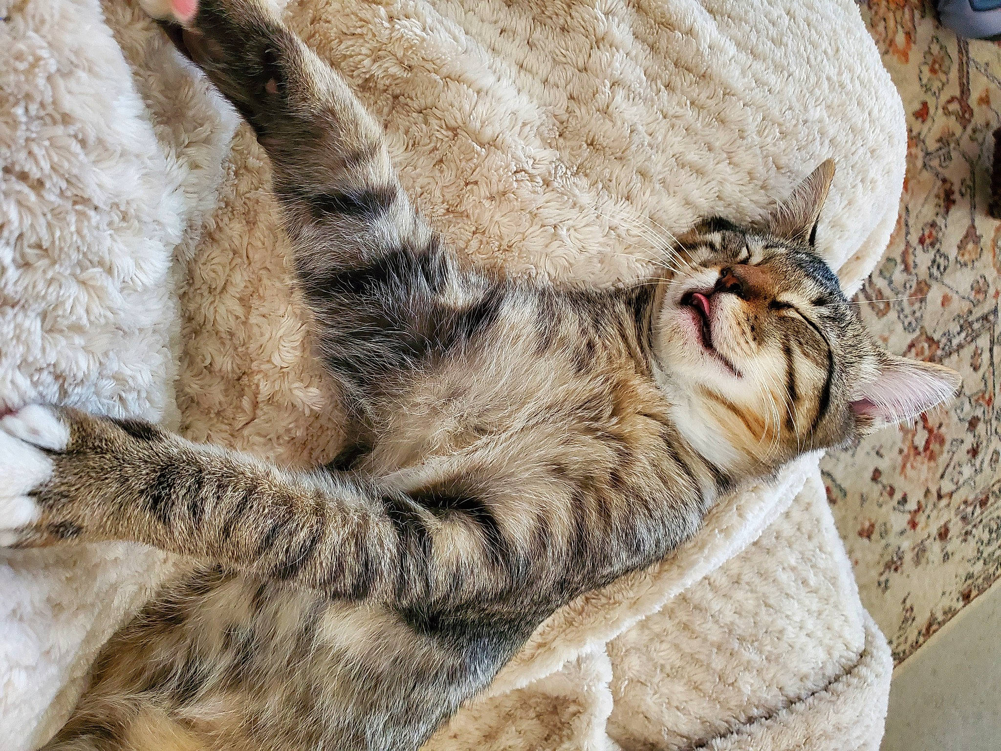 Bogey joined the competition — help win amazing prizes! big_cats, carnivore, cat, claw, comfort, domestic_short_haired_cat, felidae, foot, fur, nap, pattern, paw, sleep, small_to_medium_sized_cats, tail, terrestrial_animal, whiskers, wildlife, wood, yawn