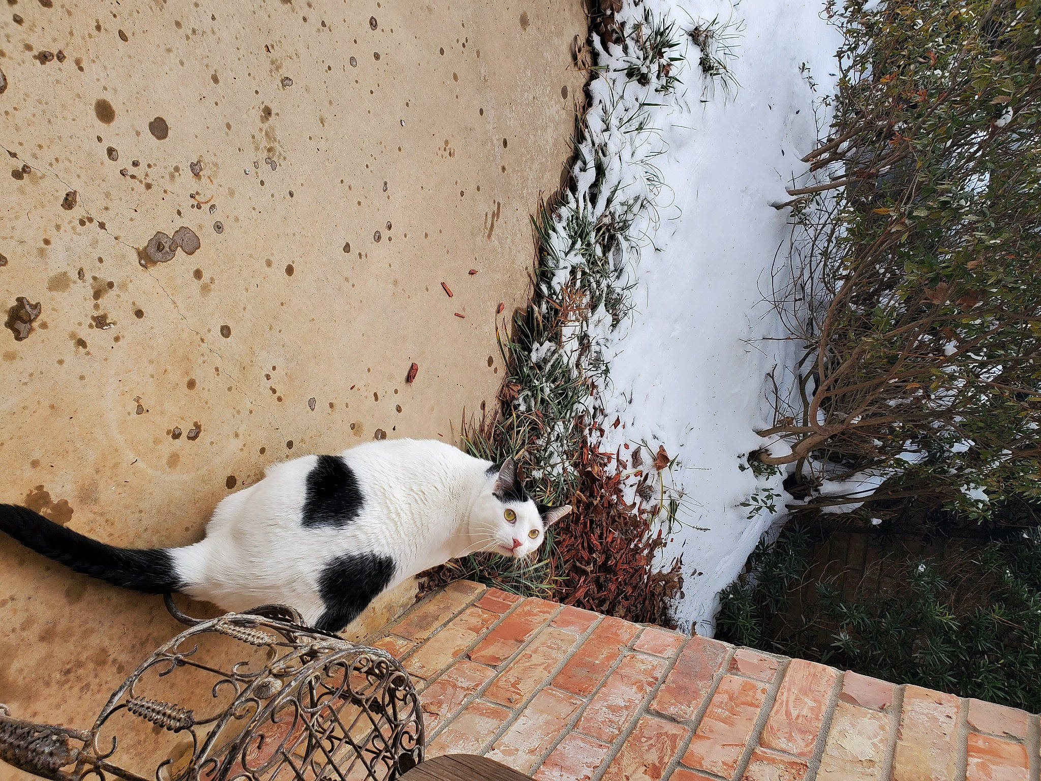 Loki is registered to the contest to win money with this photo: canidae, carnivore, cat, companion_dog, dog_breed, felidae, flooring, fur, grass, line, plant, road_surface, sidewalk, small_to_medium_sized_cats, snout, sporting_group, tail, terrestrial_animal, whiskers, wood