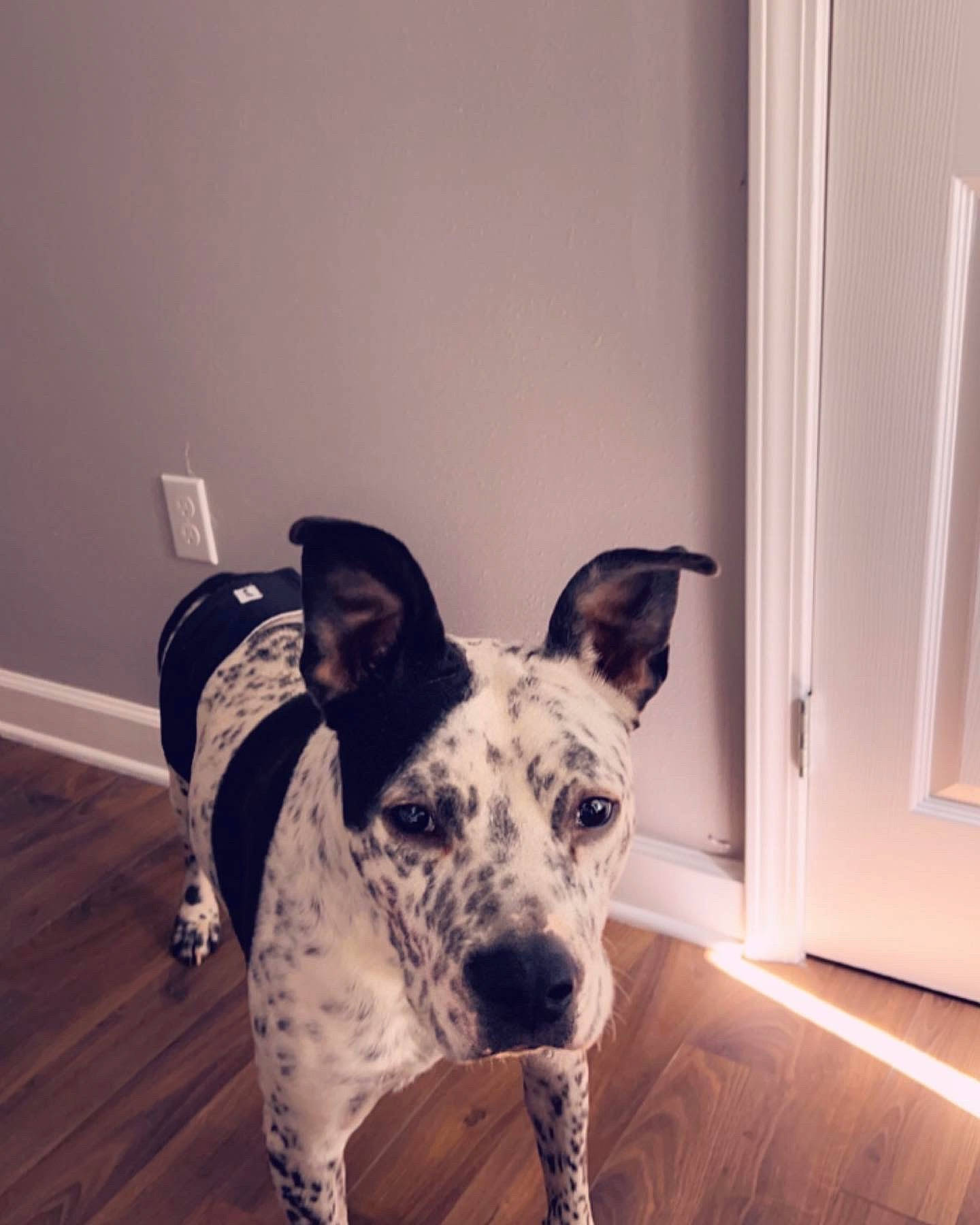 Colton is registered to the contest to win money with this photo: canidae, carnivore, collar, companion_dog, dalmatian, dog, dog_breed, door, fawn, flooring, guard_dog, hardwood, head, metal, snout, sporting_group, terrestrial_animal, whiskers, wood, working_animal