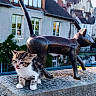 kitten, cat, statue, bronze, pedestal, building, window, village, outdoor, daylight, concrete, plaque, architecture, animal, young, curious, cute, feline, sculpture, nature