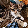 kitten, tabby, cat, leather_jacket, blue_checkered_fabric, couch, cushion, indoor, pet, fur, paw, whiskers, curious, relaxed, closeup, furniture, cozy, home, animal, young