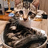 kitten, cat, bowl, wooden_table, tabby, curious, cozy, domestic_cat, indoor, pet, whiskers, fur, animal, young_cat, cute, sitting, looking, household, candle_holder, blurred_background