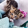 kitten, tabby, blue_eyes, toy, blanket, towel, pet, cute, small, fur, indoor, cozy, animal, young, playful, resting, soft, curious, pink, feline