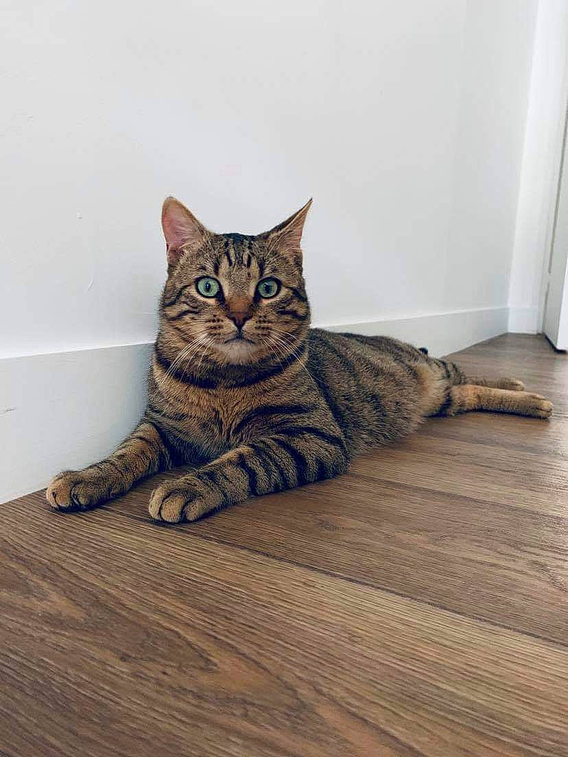 Tigrou a rejoint le concours — aidez-le/la à gagner de superbes lots ! american_shorthair, asian, bengal, california_spangled, carnivore, cat, domestic_short_haired_cat, dragon_li, egyptian_mau, european_shorthair, eye, felidae, floor, mammal, ocicat, small_to_medium_sized_cats, sokoke, tabby_cat, whiskers, wood