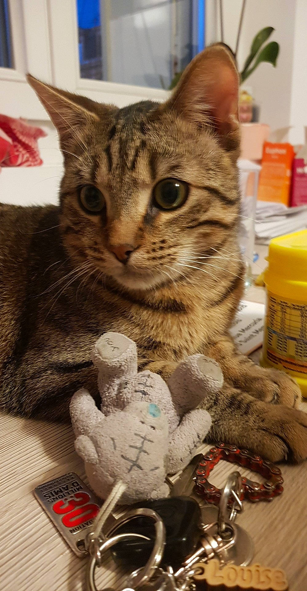 Tigrou a rejoint le concours — aidez-le/la à gagner de superbes lots ! aegean_cat, american_shorthair, asian, australian_mist, california_spangled, carnivore, cat, claw, domestic_short_haired_cat, european_shorthair, felidae, german_rex, kitten, paw, pixie_bob, polydactyl_cat, small_to_medium_sized_cats, tabby_cat, toy, whiskers