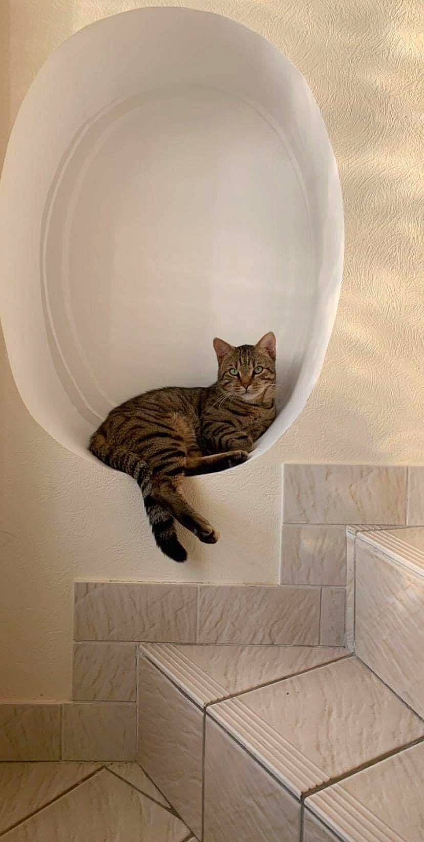 Tigrou a rejoint le concours — aidez-le/la à gagner de superbes lots ! asian, bengal, carnivore, cat, domestic_short_haired_cat, dragon_li, european_shorthair, felidae, floor, flooring, kitten, ocicat, plumbing_fixture, room, small_to_medium_sized_cats, tabby_cat, tail, tile, toilet, whiskers