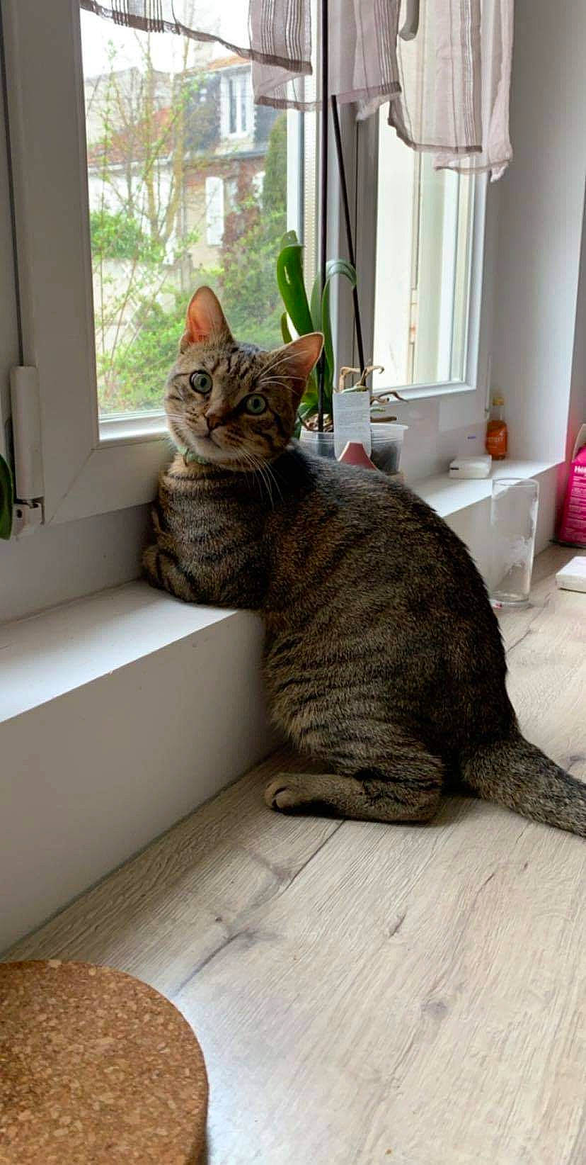 Tigrou a rejoint le concours — aidez-le/la à gagner de superbes lots ! asian, australian_mist, california_spangled, carnivore, cat, domestic_short_haired_cat, dragon_li, egyptian_mau, european_shorthair, felidae, mammal, ocicat, pixie_bob, room, small_to_medium_sized_cats, tabby_cat, tail, vertebrate, whiskers, window