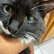 Mucci joined the competition — help win amazing prizes! animal, black_and_white, cat, close_up, closeup, cute, domestic, face, feline, fur, household, human_arm, indoor, pet, portrait, resting, tiled_floor, whiskers, wooden_cabinet, yellow_eyes