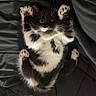 Mucci is registered to the contest to win money with this photo: adorable, animal, black_and_white, blanket, cat, cute, feline, fur, indoor, kitten, lying_down, mammal, paws, pet, playful, relaxed, sleeping_position, soft, whiskers, young