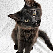 Raven joined the competition — help win amazing prizes! adorable, animal, black_cat, blanket, curious, cute, domestic, ears, eyes, feline, fur, indoor, kitten, pet, portrait, sitting, small, soft, whiskers, young