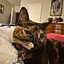 cat, tortoiseshell, pet, feline, close_up, indoor, blanket, collar, tag, fur, whiskers, ears, eyes, face, resting, cozy, bedroom, furniture, painting, home
