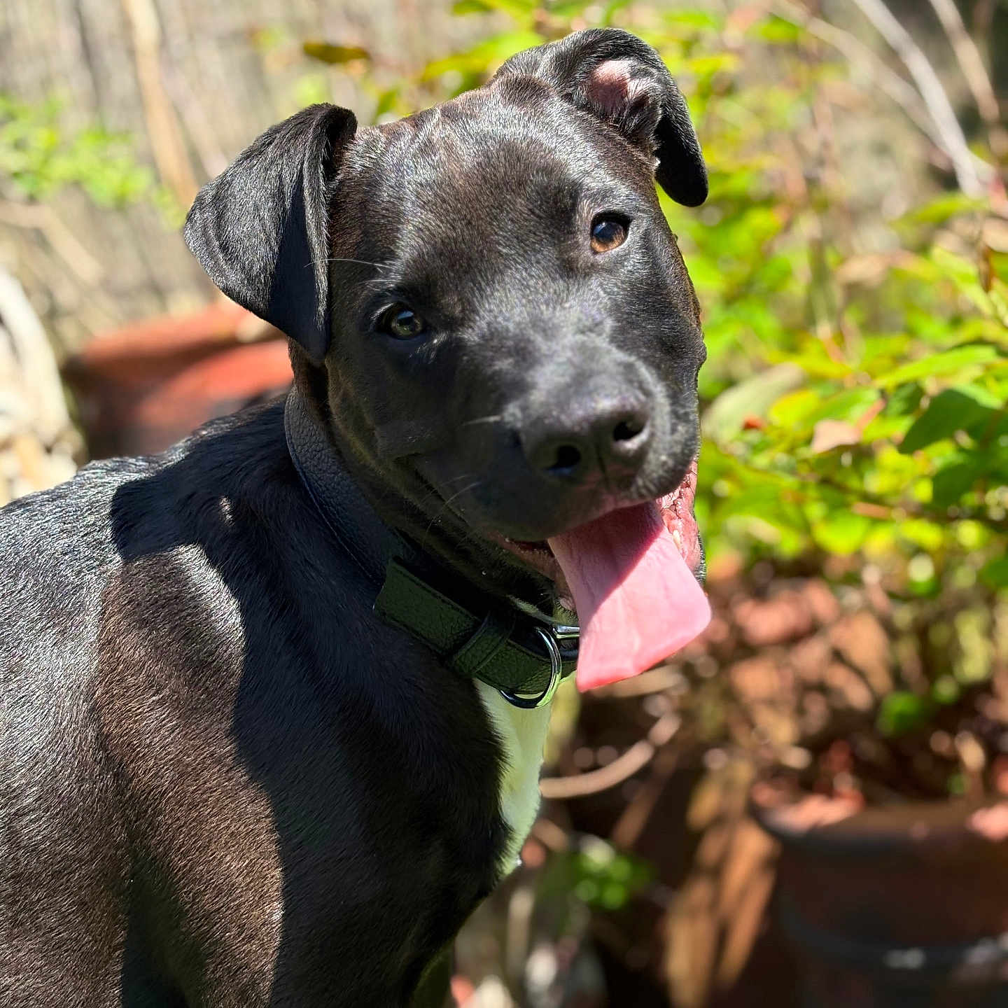 Bear joined the competition — help win amazing prizes! animal, black_dog, canine, closeup, collar, cute, dog, friendly, garden, greenery, happy, nature, outdoor, pet, playful, portrait, shiny_coat, summer, sunlight, tongue_out