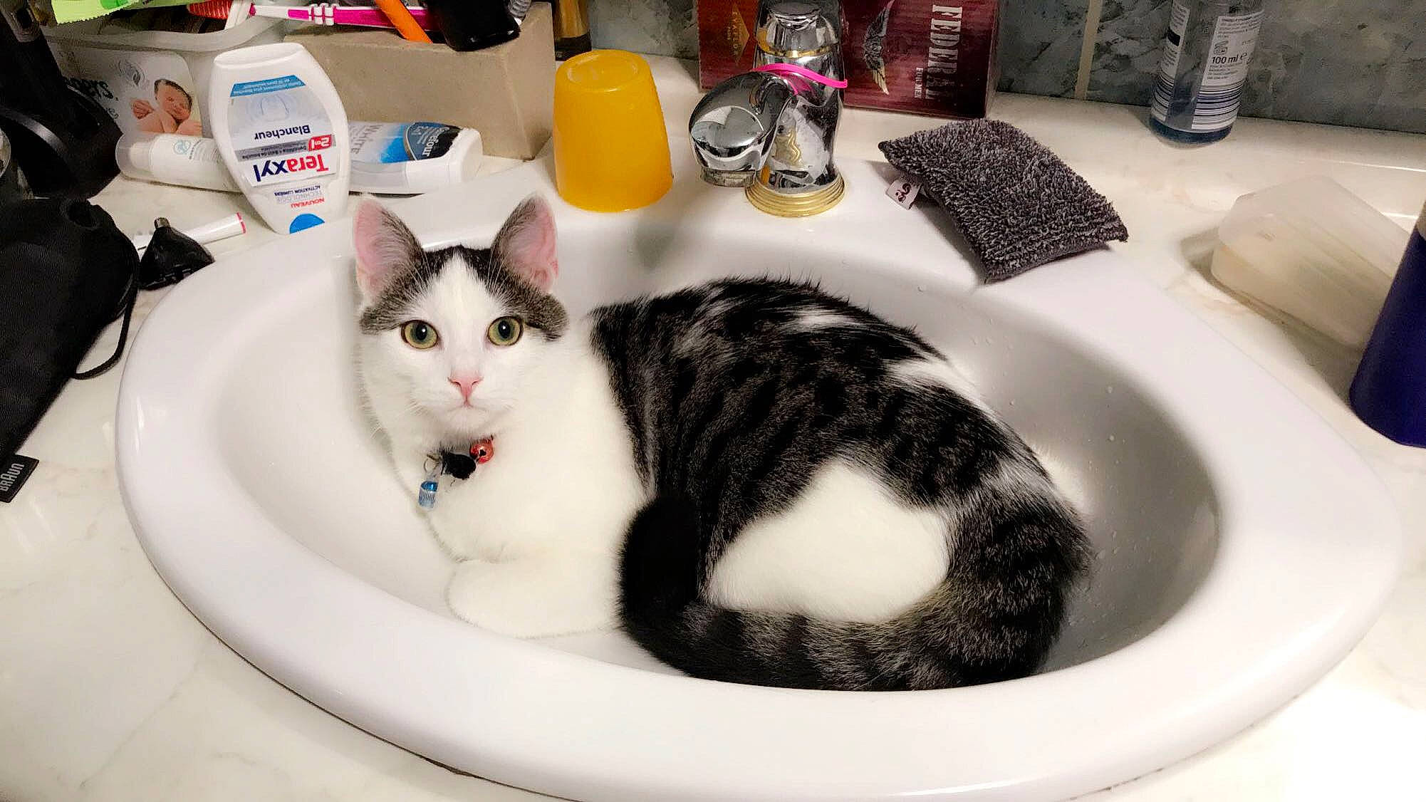 Litchy a rejoint le concours — aidez-le/la à gagner de superbes lots ! aegean_cat, american_shorthair, american_wirehair, bathtub, bidet, black_and_white, carnivore, cat, domestic_short_haired_cat, european_shorthair, felidae, fur, kitten, plumbing_fixture, room, sink, small_to_medium_sized_cats, tail, whiskers