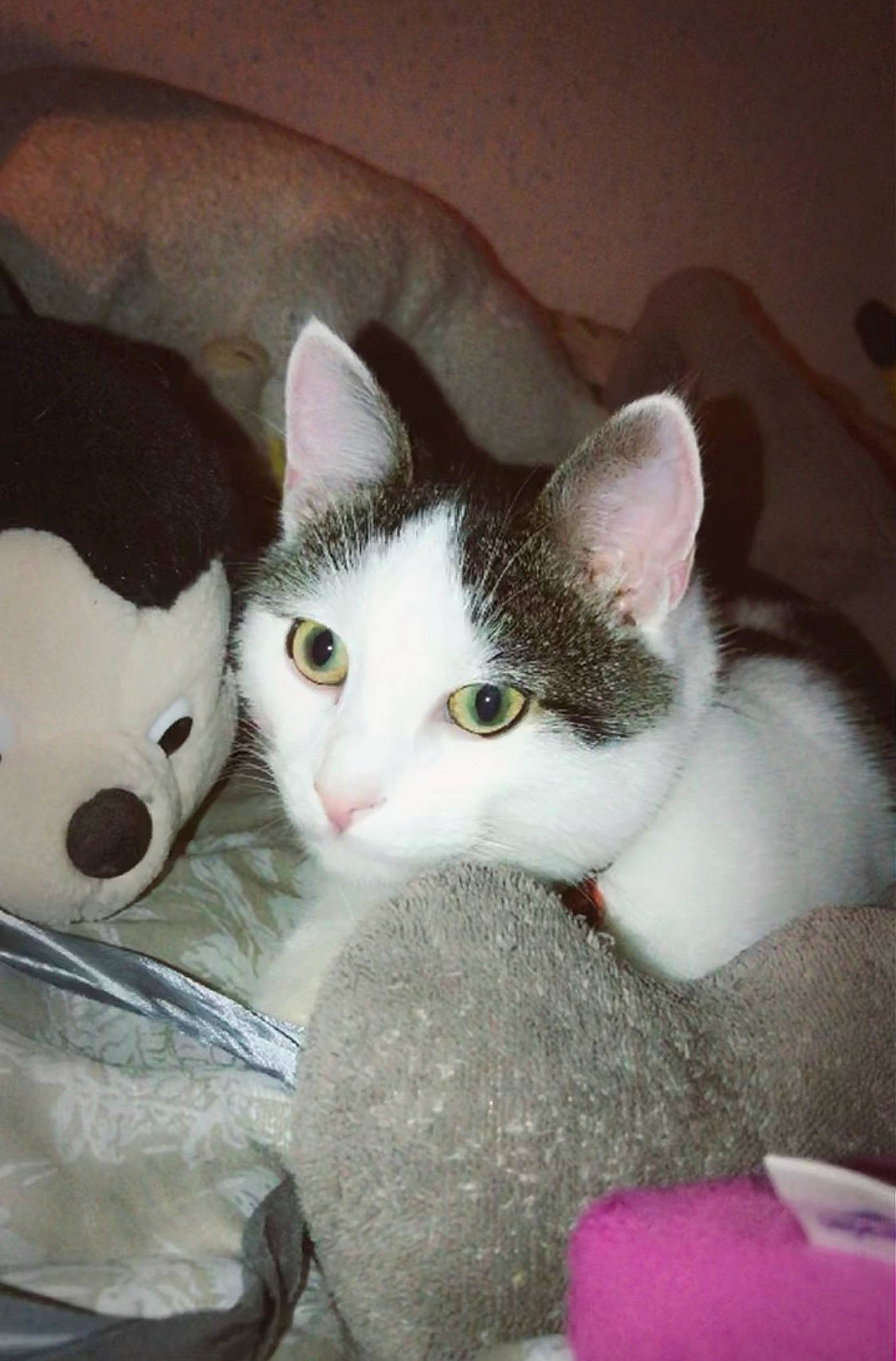 Litchy a rejoint le concours — aidez-le/la à gagner de superbes lots ! aegean_cat, american_wirehair, carnivore, cat, domestic_short_haired_cat, european_shorthair, felidae, khao_manee, kitten, mammal, nose, polydactyl_cat, small_to_medium_sized_cats, turkish_van, whiskers