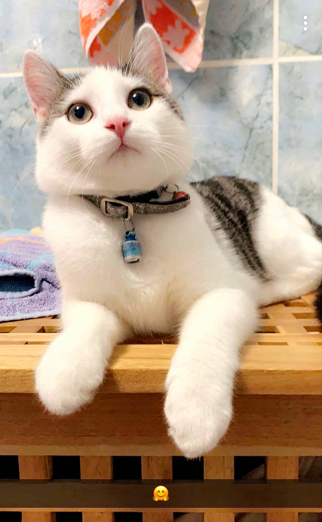 Litchy participe au concours pour gagner de l'argent avec cette photo : aegean_cat, american_wirehair, asian, carnivore, cat, domestic_short_haired_cat, ear, felidae, fur, japanese_bobtail, kitten, mammal, paw, polydactyl_cat, small_to_medium_sized_cats, snout, tail, turkish_angora, turkish_van, whiskers