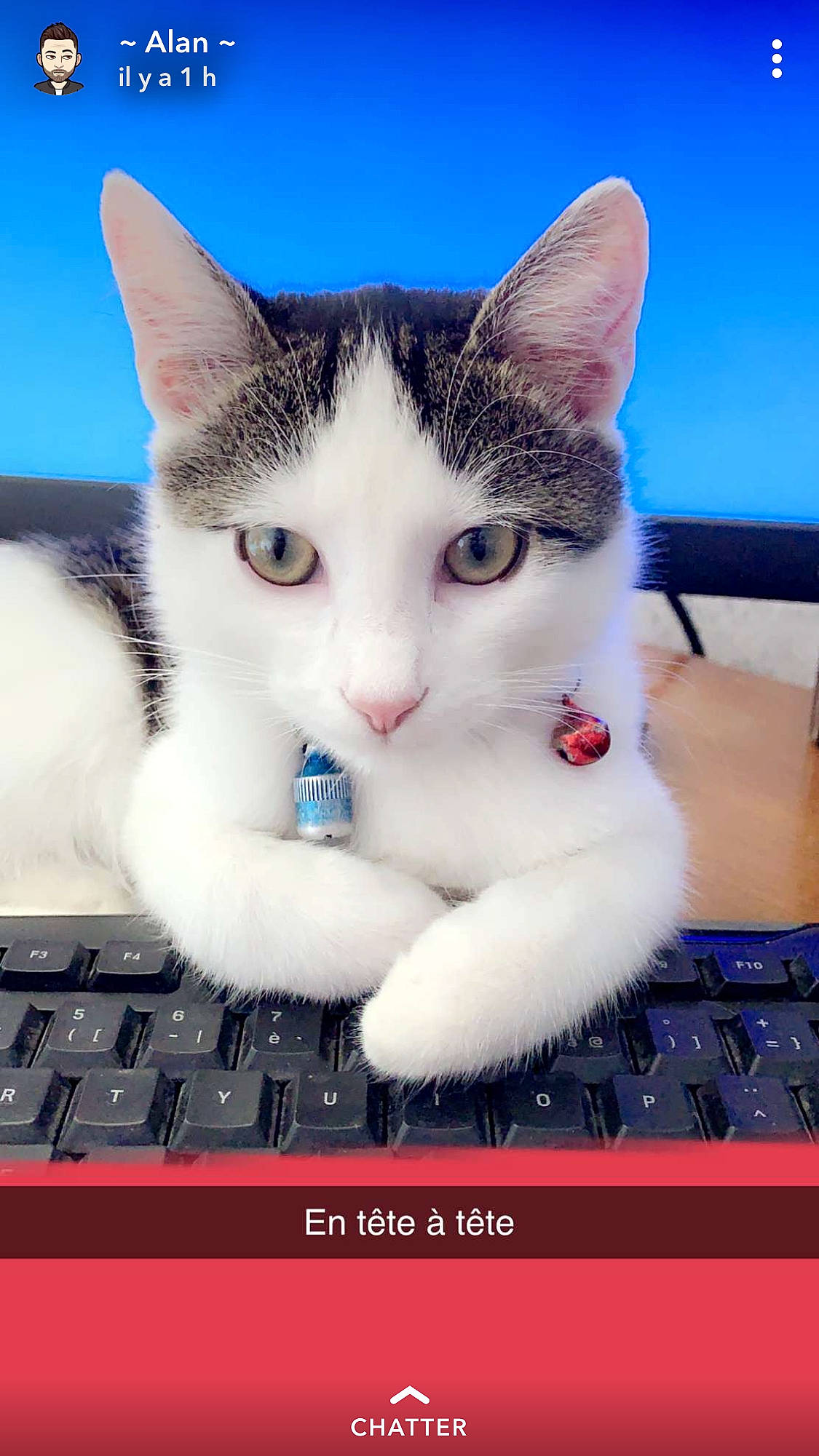 Litchy a rejoint le concours — aidez-le/la à gagner de superbes lots ! aegean_cat, american_wirehair, asian, carnivore, cat, domestic_short_haired_cat, felidae, fur, kitten, mammal, nose, ojos_azules, paw, photo_caption, photography, polydactyl_cat, small_to_medium_sized_cats, snout, technology, whiskers