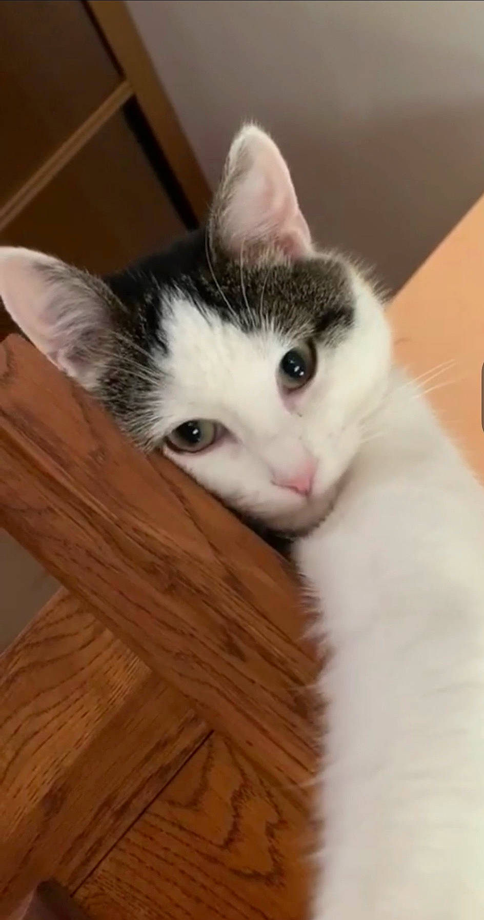 Litchy a rejoint le concours — aidez-le/la à gagner de superbes lots ! aegean_cat, american_wirehair, asian, carnivore, cat, domestic_short_haired_cat, ear, european_shorthair, eye, felidae, fur, kitten, mammal, polydactyl_cat, small_to_medium_sized_cats, snout, turkish_angora, turkish_van, vertebrate, whiskers