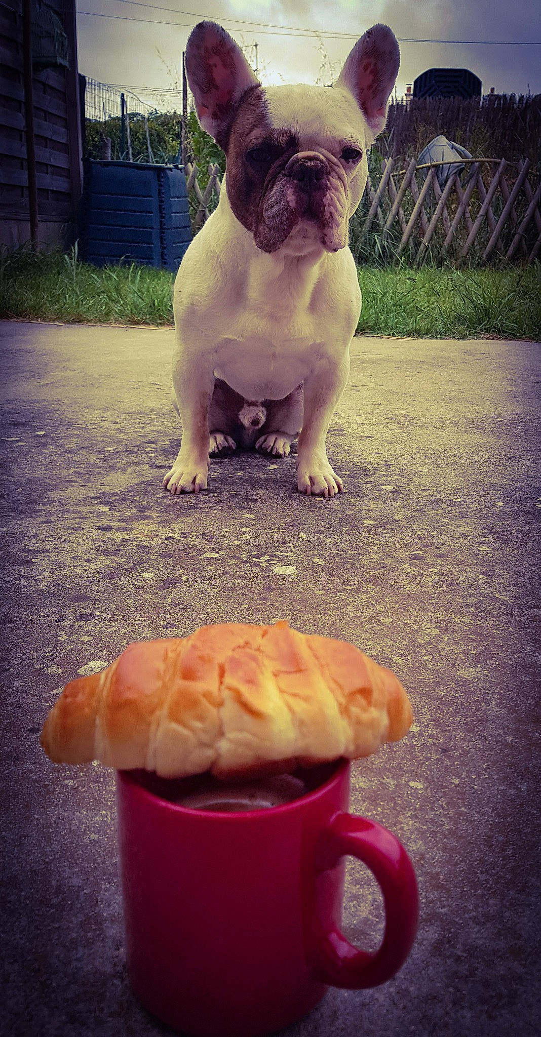 Guizmo a rejoint le concours — aidez-le/la à gagner de superbes lots ! american_bulldog, australian_bulldog, bulldog, canidae, carnivore, companion_dog, dog, dog_breed, dorset_olde_tyme_bulldogge, fawn, french_bulldog, mammal, non_sporting_group, old_english_bulldog, puppy, puppy_love, snout, sporting_group, tail, vertebrate