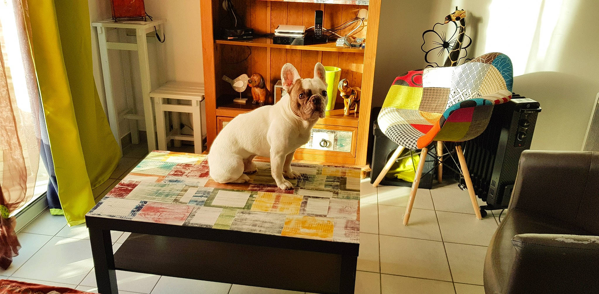 Guizmo a rejoint le concours — aidez-le/la à gagner de superbes lots ! bulldog, canidae, carnivore, cat, companion_dog, desk, fawn, floor, flooring, french_bulldog, furniture, interior_design, living_room, non_sporting_group, room, table, tile