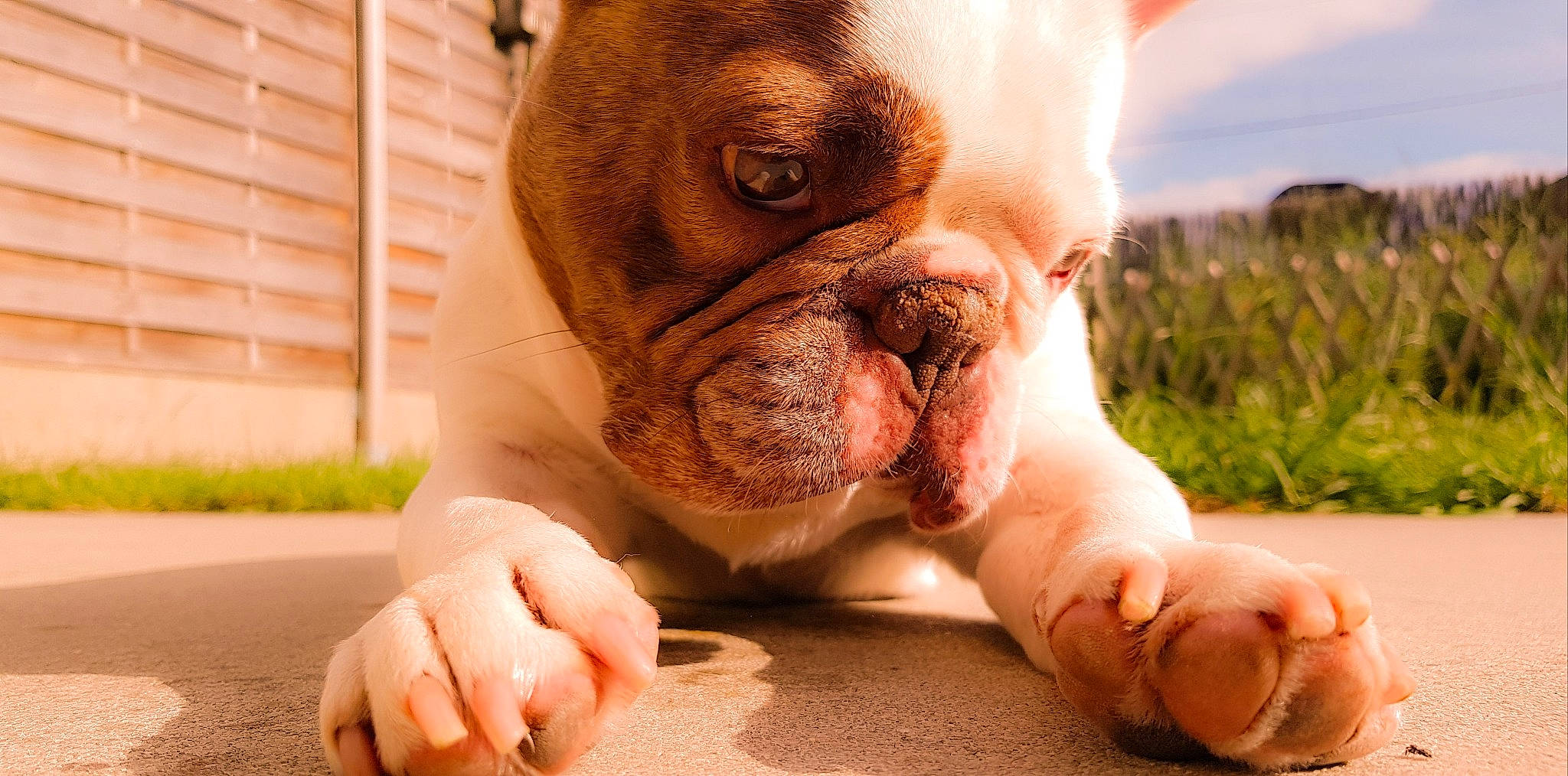 Guizmo a rejoint le concours — aidez-le/la à gagner de superbes lots ! australian_bulldog, british_bulldogs, bulldog, canidae, carnivore, companion_dog, dog, dog_breed, mammal, nose, old_english_bulldog, olde_english_bulldogge, puppy, puppy_love, skin, snout, toy_bulldog, vertebrate, white_english_bulldog, wrinkle