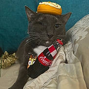 Scooter joined the competition — help win amazing prizes! cat, gray_cat, one_eye, toy_donut, miniature_coca_cola_bottle, blanket, couch, indoor, pet, whiskers, relaxed, cute, playful, animal, domestic_cat, fur, resting, close_up, household, cozy