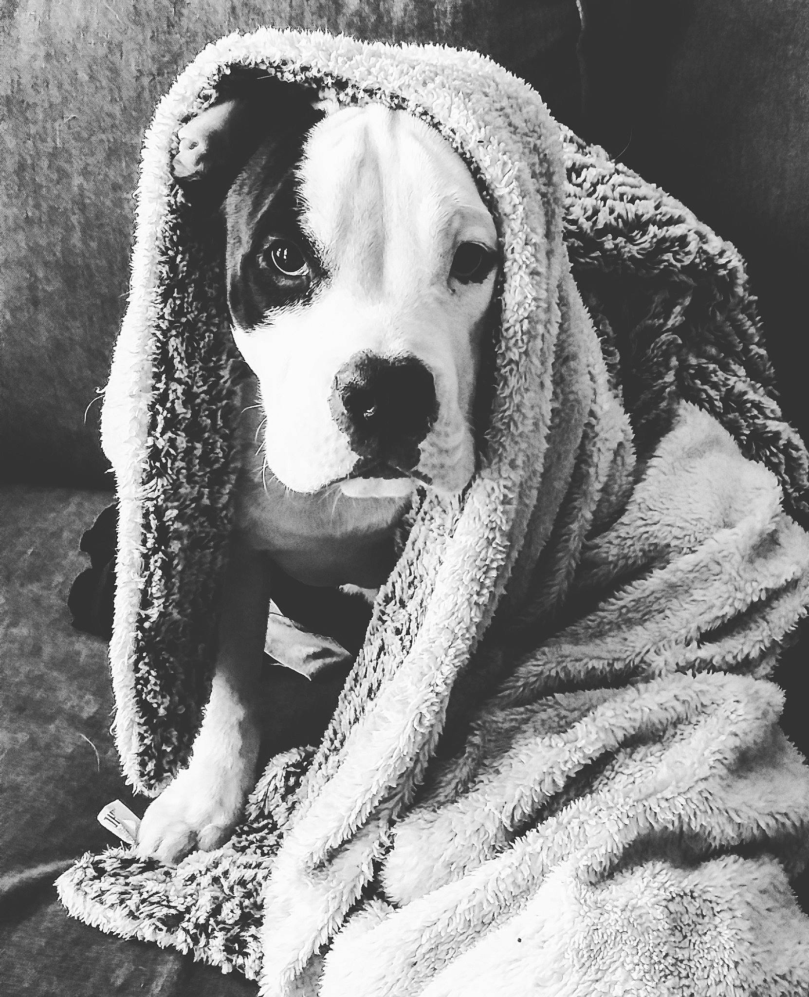 Adès participe au concours pour gagner de l'argent avec cette photo : black, black_and_white, canidae, carnivore, circle, companion_dog, dog, dog_breed, fur, happy, monochrome, monochrome_photography, non_sporting_group, pattern, sitting, snout, sporting_group, style, toy_dog, working_animal