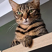 Kitty Cat participe au concours pour gagner de l'argent avec cette photo : cat, tabby, green_eyes, whiskers, fur, ears, paw, wooden_surface, indoor, pet, animal, mammal, close_up, portrait, feline, striped, alert, looking, cute, domestic