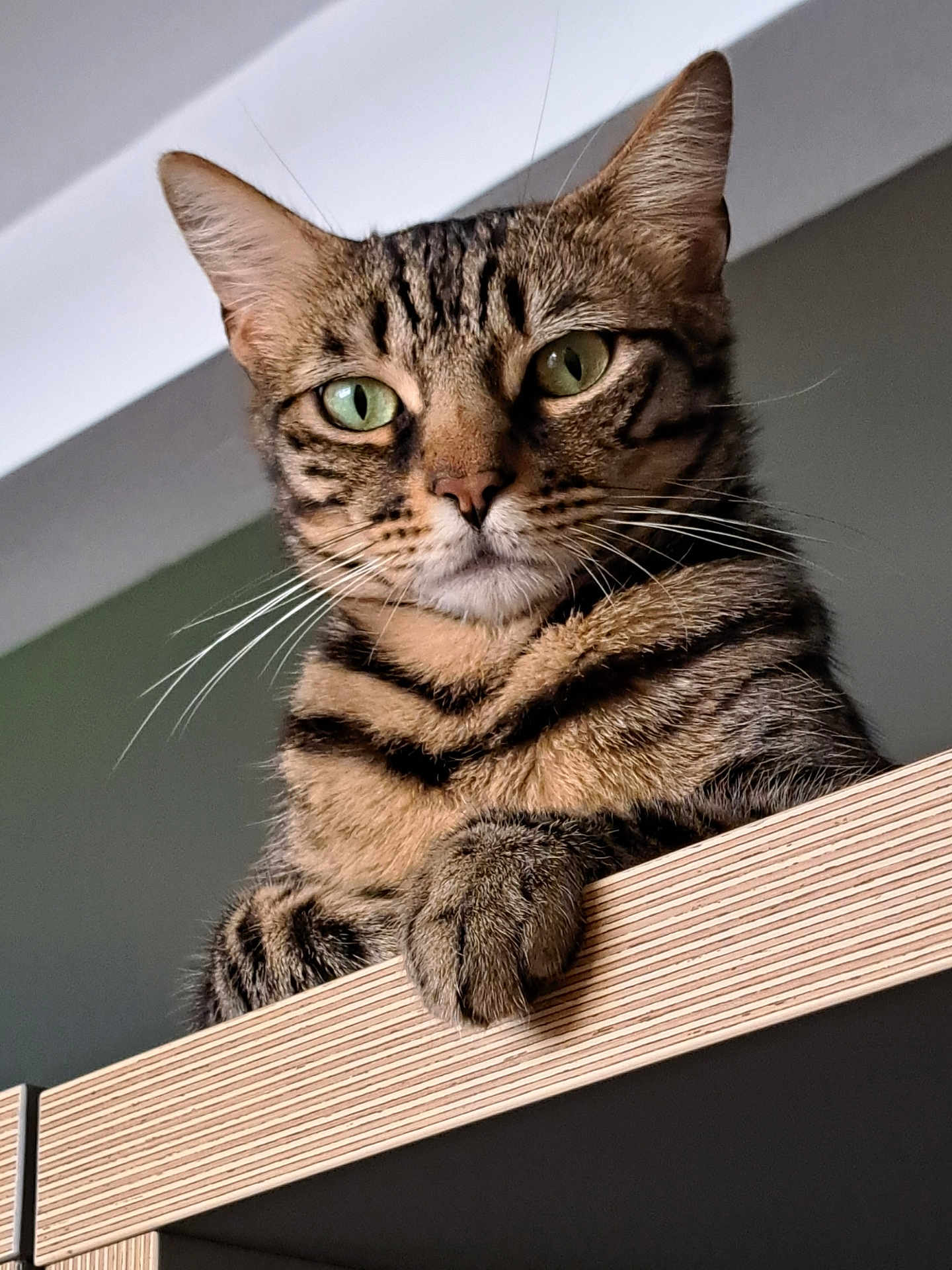 Kitty Cat participe au concours pour gagner de l'argent avec cette photo : cat, tabby, green_eyes, whiskers, fur, ears, paw, wooden_surface, indoor, pet, animal, mammal, close_up, portrait, feline, striped, alert, looking, cute, domestic