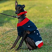 Lino participe au concours pour gagner de l'argent avec cette photo : dog, black_dog, sweater, leash, grass, outdoor, pet, canine, holiday, festive_clothing, animal, sitting, winter_wear, cute, small_dog, nature, domestic_animal, portrait, calm, sunlight
