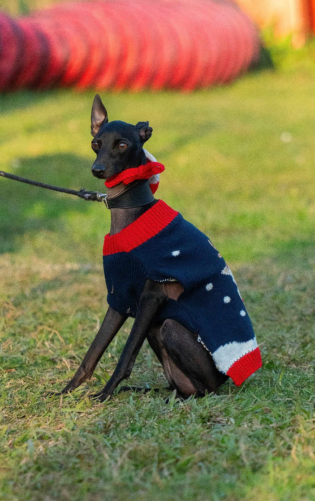 Lino participe au concours pour gagner de l'argent avec cette photo : dog, black_dog, sweater, leash, grass, outdoor, pet, canine, holiday, festive_clothing, animal, sitting, winter_wear, cute, small_dog, nature, domestic_animal, portrait, calm, sunlight