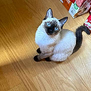 Fausta is registered to the contest to win money with this photo: animal, blue_eyes, cat, curious, cute, domestic_animal, ears, feline, flooring, food_boxes, fur, indoor, looking_up, pet, shadow, siamese_cat, sitting, tail, whiskers, wooden_floor