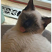 Fausta is registered to the contest to win money with this photo: animal, cat, closeup, cute, ears, face, fluffy, fur, home, indoor, light, looking, mischievous, pet, relaxed, resting, siamese, tongue_out, whiskers, window