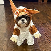 Snuggles joined the competition — help win amazing prizes! dog, costume, pet, brown, white, floor, wood, ears, animal, indoor, cute, funny, small, fur, face, standing, expression, looking, plush, home