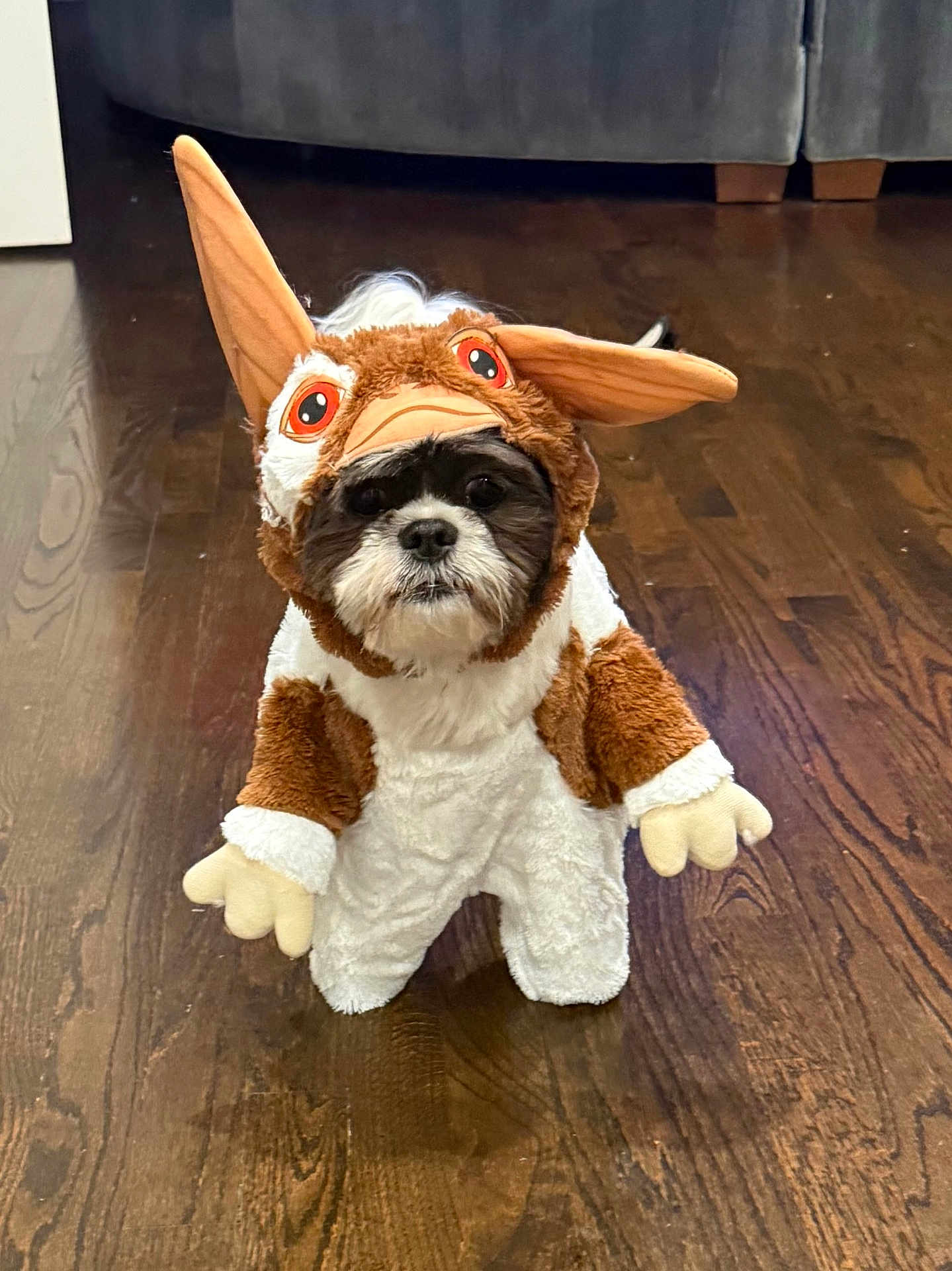 Snuggles joined the competition — help win amazing prizes! dog, costume, pet, brown, white, floor, wood, ears, animal, indoor, cute, funny, small, fur, face, standing, expression, looking, plush, home