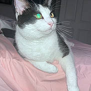 Mortimer is registered to the contest to win money with this photo: cat, black_and_white, pet, animal, whiskers, bed, blanket, indoor, feline, cute, relaxed, fur, pink, resting, domestic, sleepy, comfort, portrait, closeup, eyes