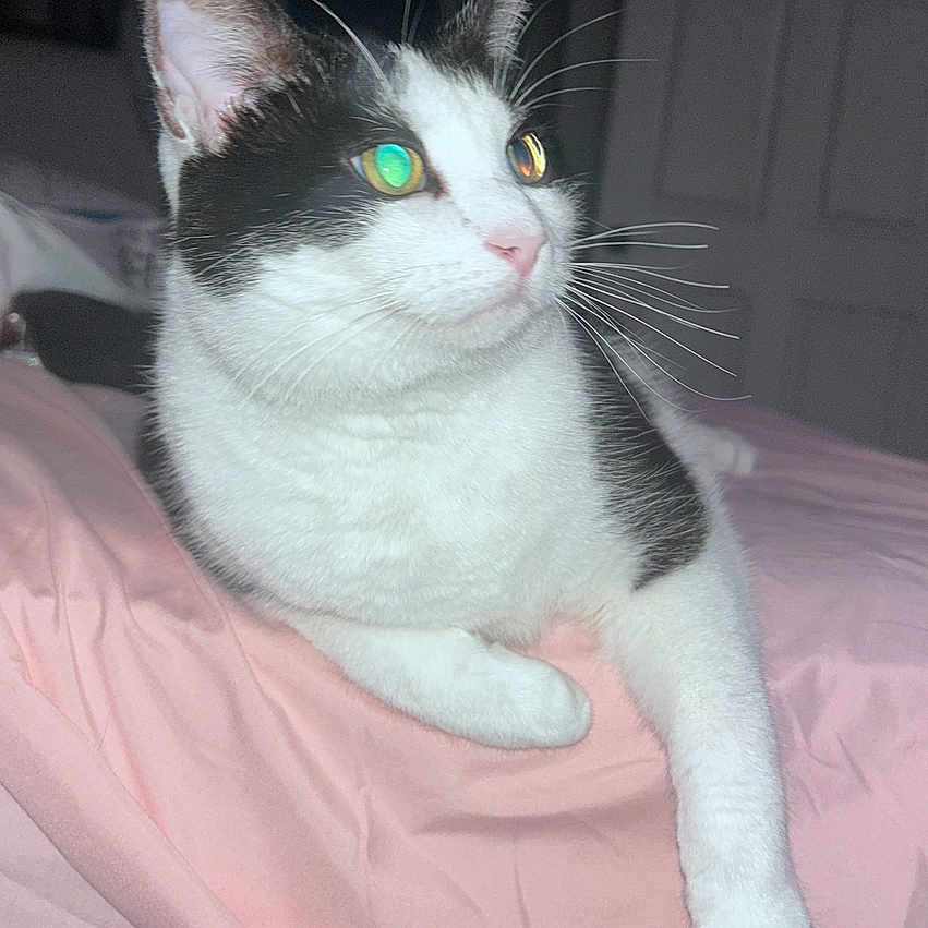 Mortimer